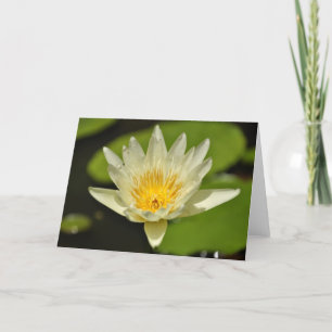 Lotus Flower - Cartes de voeux pour nénuphars