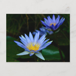 Lotus flower en betekenis briefkaart