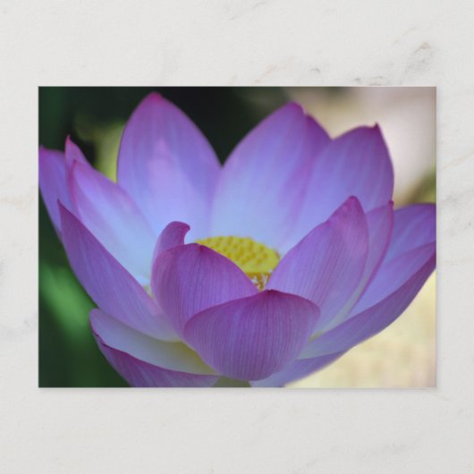Lotus flower en betekenis ervan briefkaart (Voorkant)