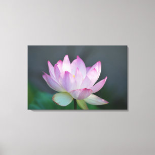 Lotus flower en betekenis ervan canvas afdruk