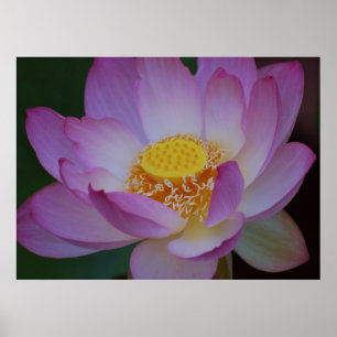 Lotus flower en betekenis ervan poster