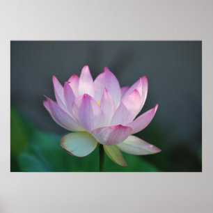 Lotus flower en betekenis ervan poster