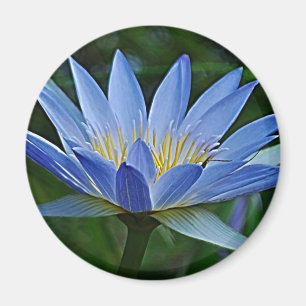 Lotus flower en betekenis magneet