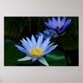 Lotus flower en betekenis poster (Voorkant)