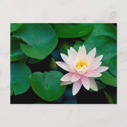 Lotus Flower en Lily Pads Briefkaart (Voorkant)