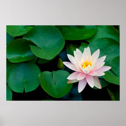 Lotus Flower en Lily Pads Poster (Voorkant)