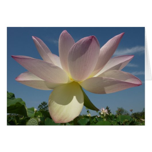 Lotus Flower et Blue Sky II (Devant horizontal)