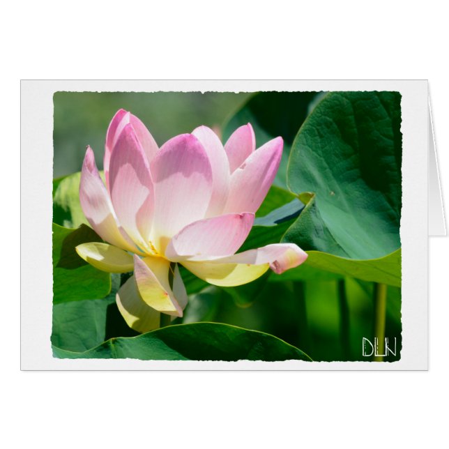Lotus Flower/Floral Art/ (Devant Horizontal)