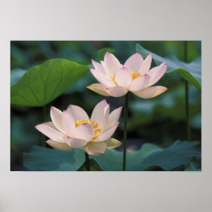 Lotus flower in bloesem, China Poster