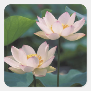 Lotus flower in bloesem, China Vierkante Sticker