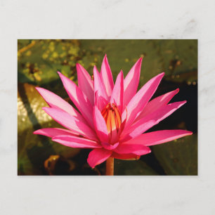 Lotus Flower in de Natuur Briefkaart