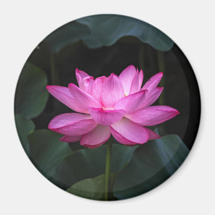 Lotus Flower Magneet
