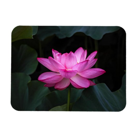 Lotus Flower Magneet (Horizontaal)