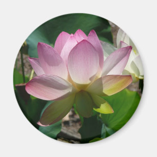 Lotus Flower Magnet Magneet