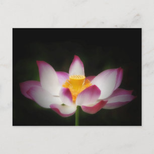 Lotus Flower Photography Great Yoga Om Gift! L Briefkaart