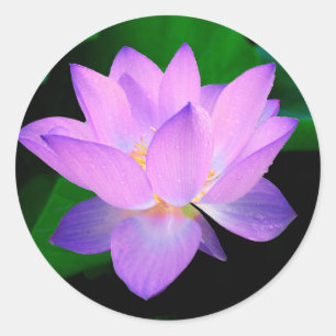 Lotus Flower Ronde Sticker