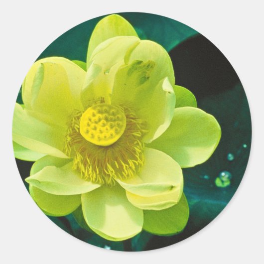 Lotus Flower Ronde Sticker (Voorkant)