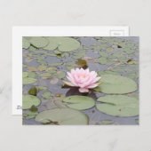 Lotus Flower Soft Pink Floral Pond Zen Briefkaart (Voorkant / Achterkant)