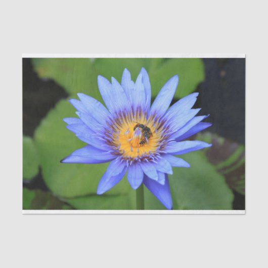 Lotus flower tissuepapier (Voorkant)