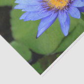 Lotus flower tissuepapier (Detail)