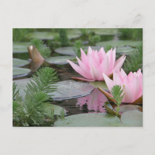 Lotus Flower/Waterlily Briefkaart (Voorkant)