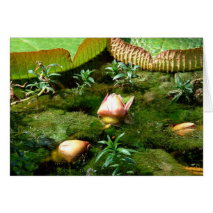 Lotus Flowers, prachtige Natuur/reisAzië