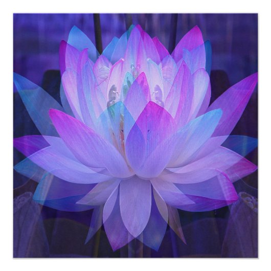 Lotus in Blue... Perfect Poster (Voorkant)