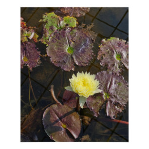 Lotus in de herfst perfect poster