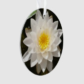 Lotus Nymphéa Flottant (devant)