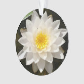 Lotus Nymphéa Flottant (devant)