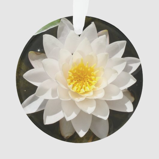 Lotus Nymphéa Flottant (devant)