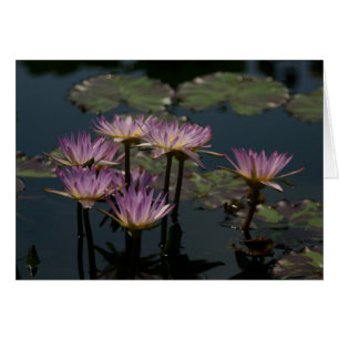 Lotus Nymphéas Violets