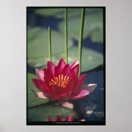 lotus poster (Voorkant)