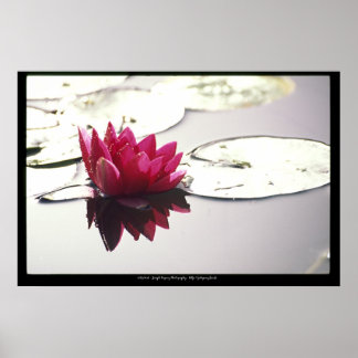 lotus poster