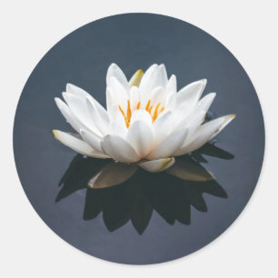 LOTUS RONDE STICKER