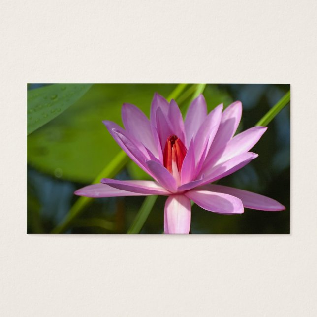 Lotus rose (Devant)