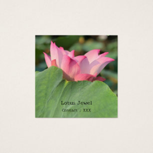 Lotus rose