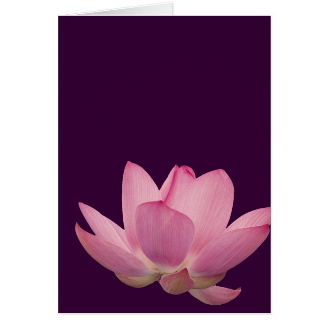 Lotus rose (Devant)