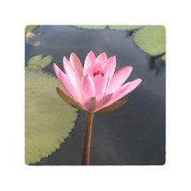 Lotus rose dans l'étang