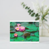 Lotus rose fleur sur le lac Carte postale (Debout devant)