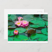 Lotus rose fleur sur le lac Carte postale (Devant / Derrière)