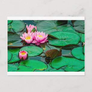 Lotus rose fleur sur le lac Carte postale