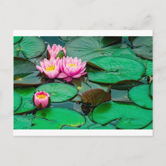 Lotus rose fleur sur le lac Carte postale (Devant)
