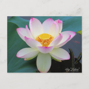 Lotus "Suihiren" : Carte postale