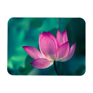 Lotus Water Lily Flower Magneet
