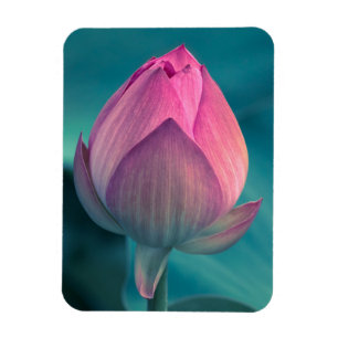 Lotus Water Lily Flower Magneet