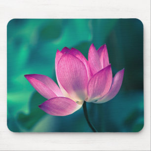 Lotus Water Lily Flower Muismat