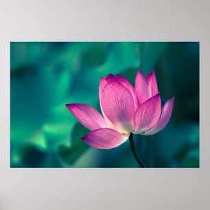 Lotus Water Lily Flower Poster