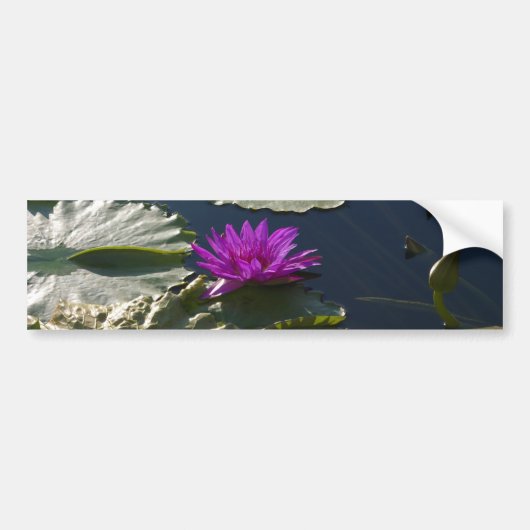 Lotus Waterlily Bumpersticker (Voorkant)
