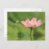 Lotus Zen Briefkaart (Voorkant / Achterkant)
